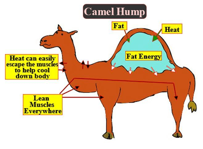 骆驼身体结构图片