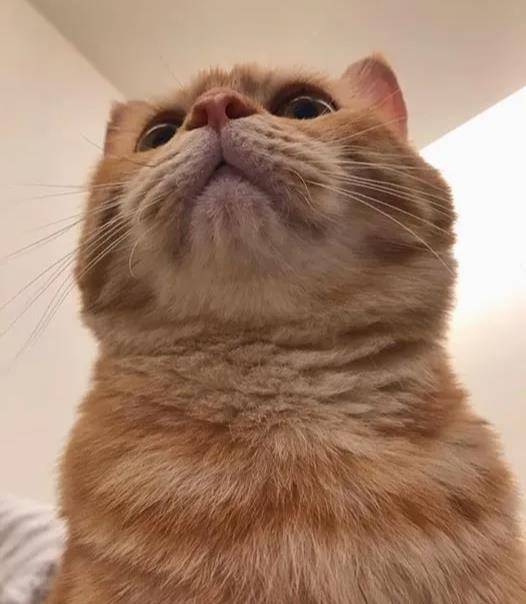 短腿橘拥有绝技,进入休眠模式天塌都醒不了,靠睡觉跻身网红行列_猫咪