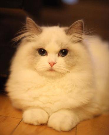 犬 猫出现红斑 肿胀和水疱是什么状况 该怎么治疗并防止抓痒 宠物 进行 症状