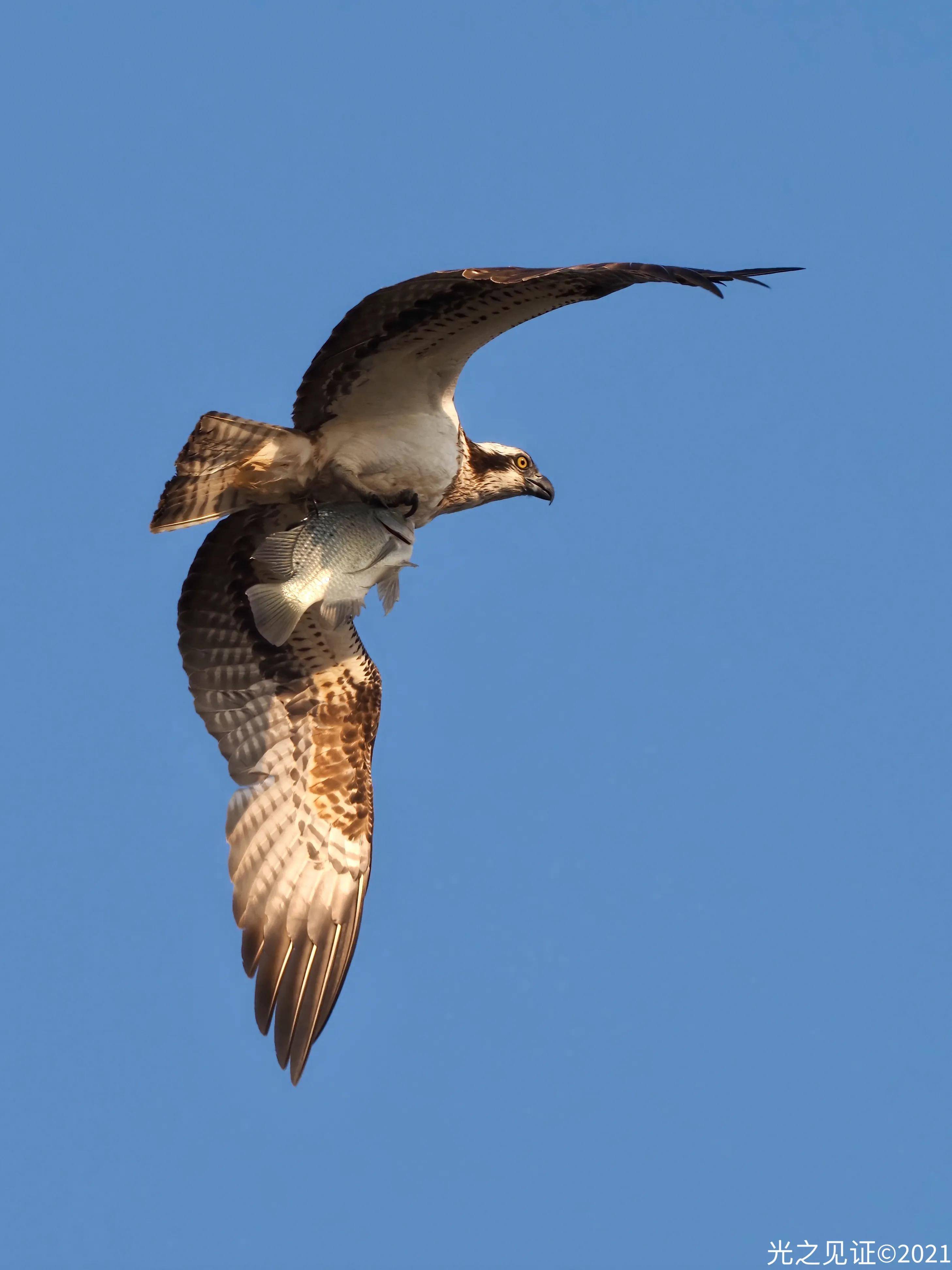 捕猎的鱼鹰_摄影_控制_鱼儿