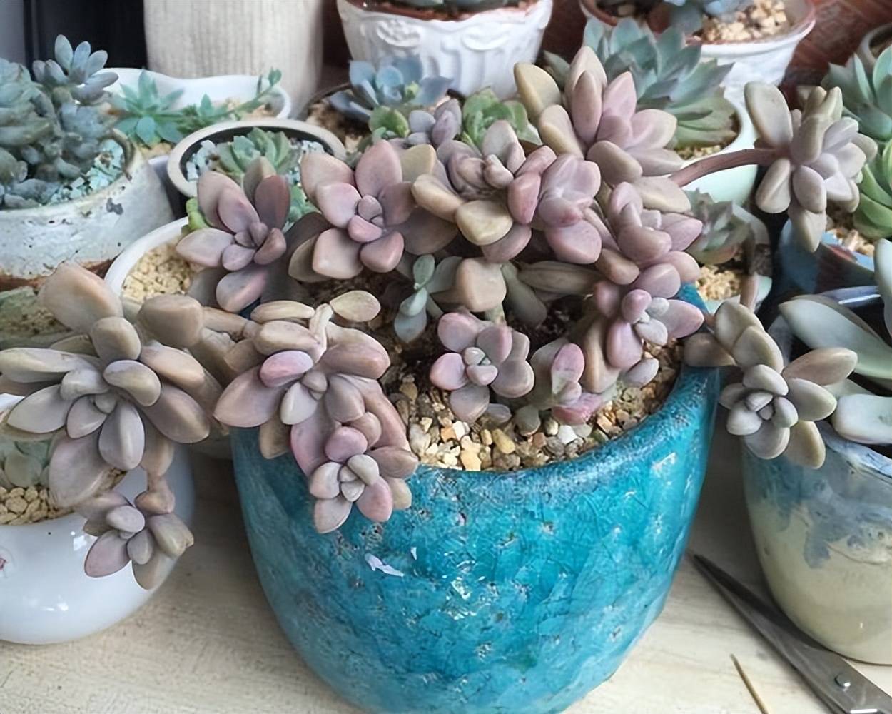 经典的普货多肉艾伦,圆滚滚的叶片真可爱,新手也能养成小老桩_光照