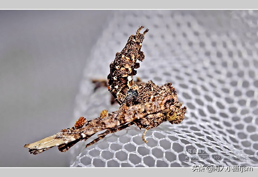 昆虫摄影欣赏,自带魔性,翘起尾巴做蛾子_蚕蛾_奇特_天蛾