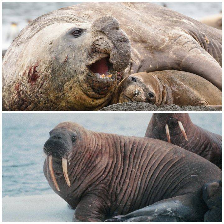 海象和海獅海豹一樣同屬鰭腳類這個大家族,可是人家海豹和海獅都是xx