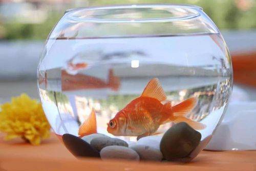 京保教育:影响人一生的心理学效应,看完真的很赞同!_人人_因为_毛毛虫