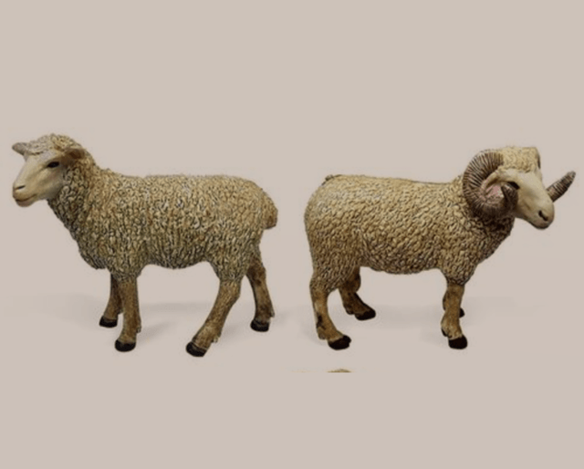 科学家发现雄绵羊长寿秘诀,或适用于人类,却令人无比