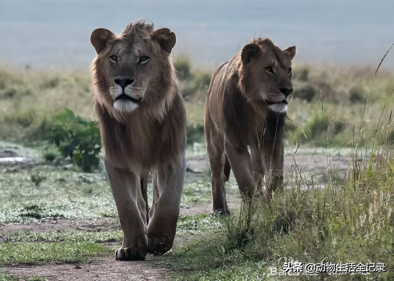 三凯雄狮联盟:金小佛受伤被救助后,却袭击了牧民,闯下大祸_罗帕_狮群