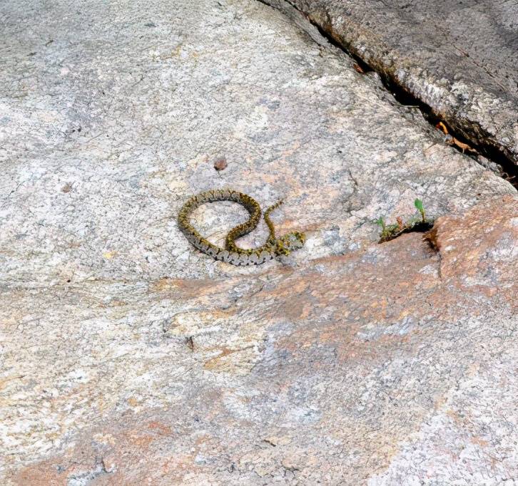 神农架怪蛇之谜_小蛇_科考_众人