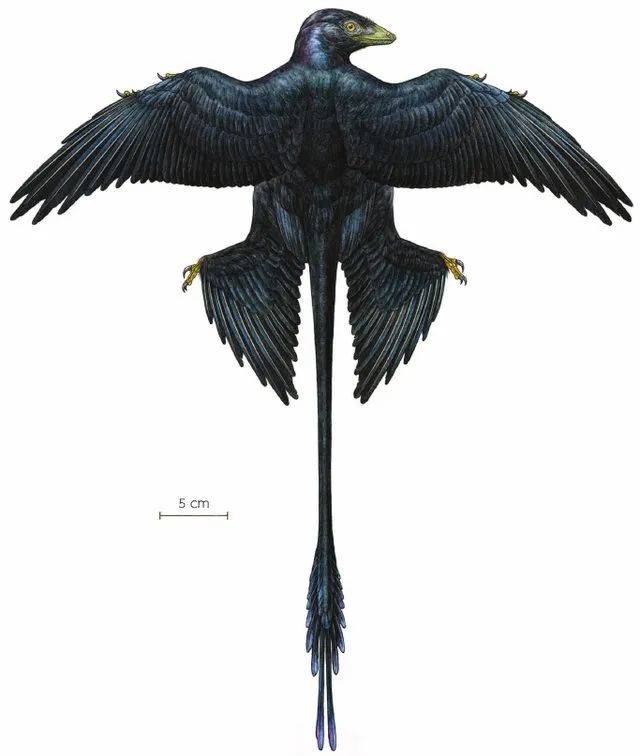 恐龙圈顶流小可爱,竟是超凶猛掠食者?_化石_commons_羽毛