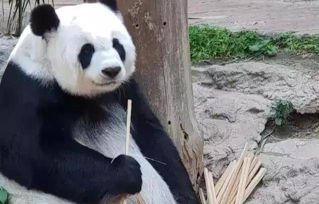 原创日本人对大熊猫的爱有多疯狂排队闻粪便见面要抽签