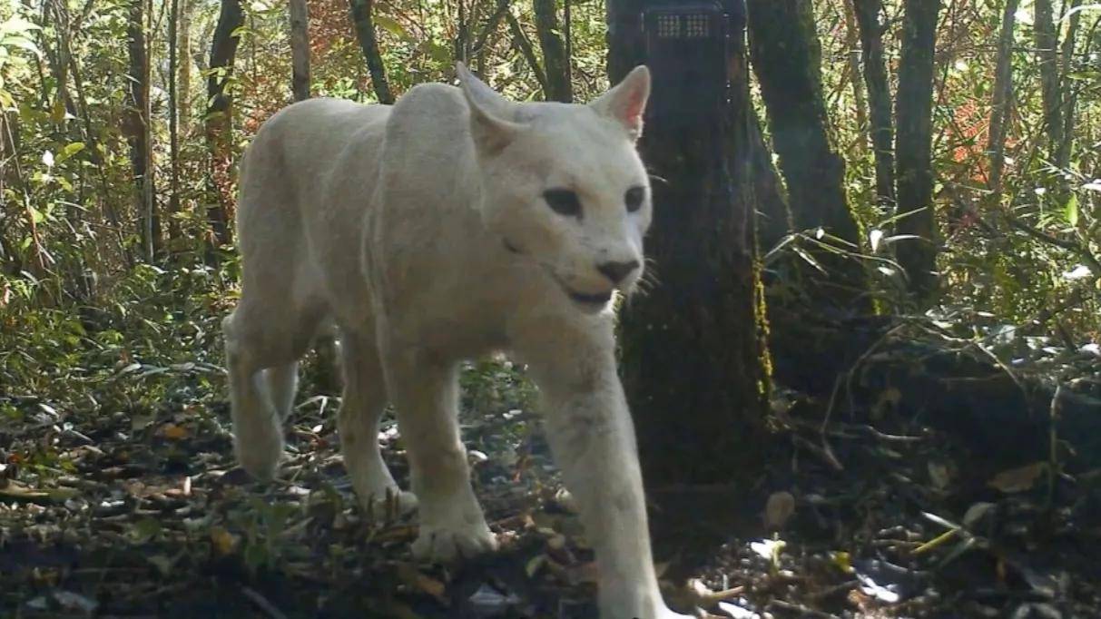 美洲狮的身材腹和口鼻中间有白色部分.