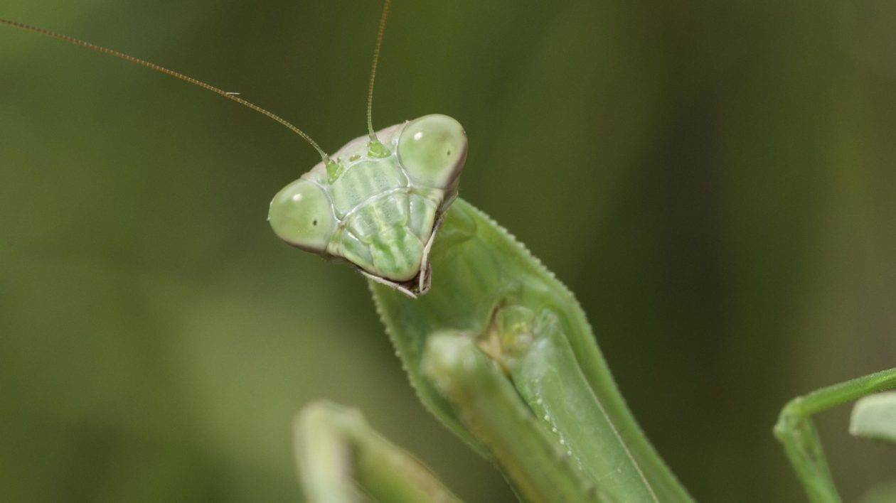 小科普 - 螳螂:食性,捕猎与求偶_眼睛_珍妮·里德_helzer