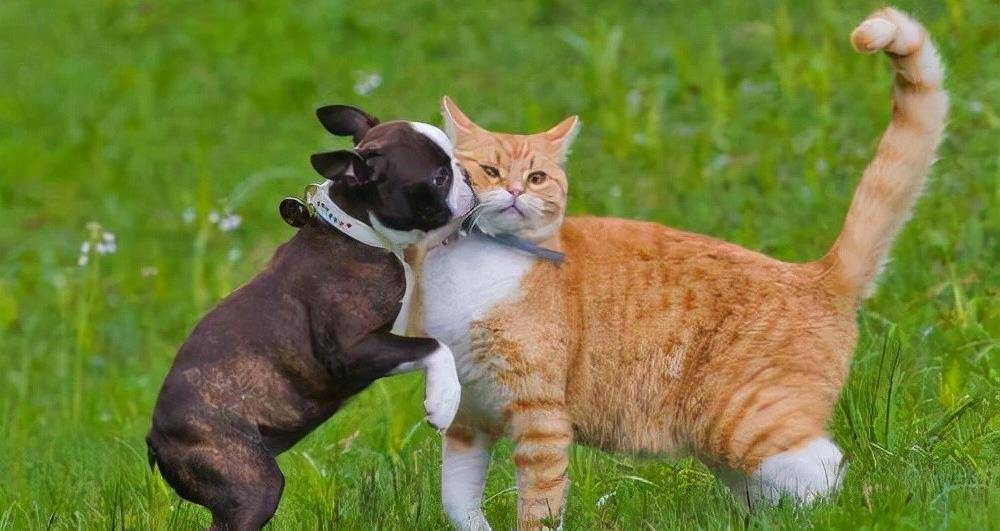 原创如何让猫狗和谐相处看完这篇文章你就知道了