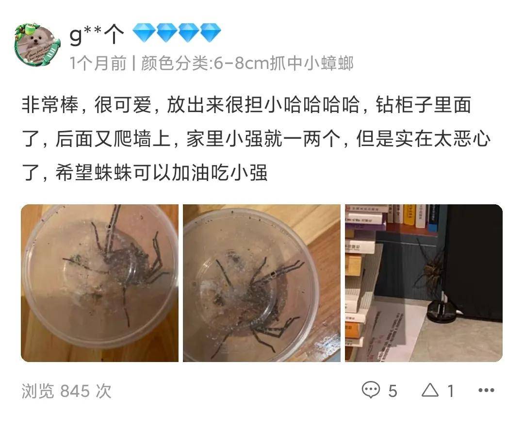 原创深圳小伙养巨型蜘蛛，号称“吃蟑螂不留渣”