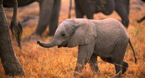 小的"象",从不喝水喜欢偷吃大米,我国南方人家里最多_米象_伯伯_大象