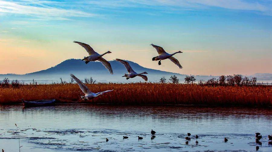 引人入胜:荣成大天鹅获奖摄影作品赏析_全国_风景_港湾