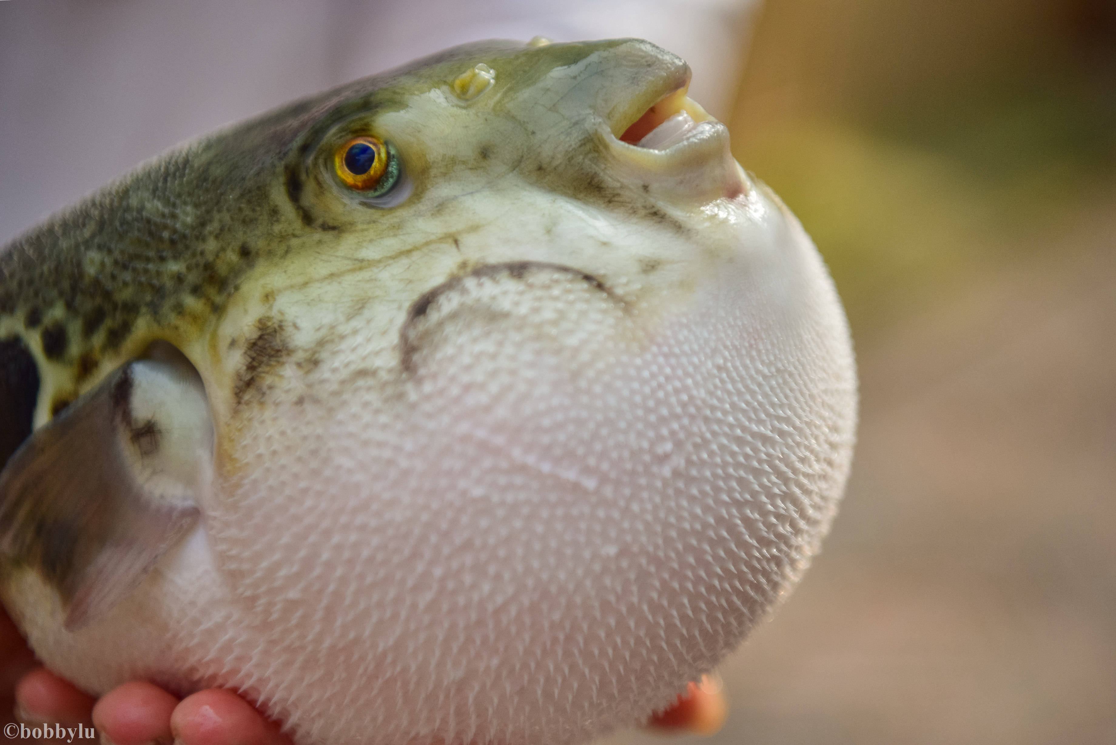 在十里海河豚小镇实现河豚自由_曹妃甸_食材_东方