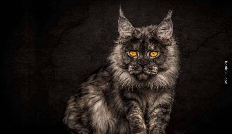 摄影师完成梦想找来巨大缅因猫,拍出隐藏着的狮子般威严感_猫咪_生活