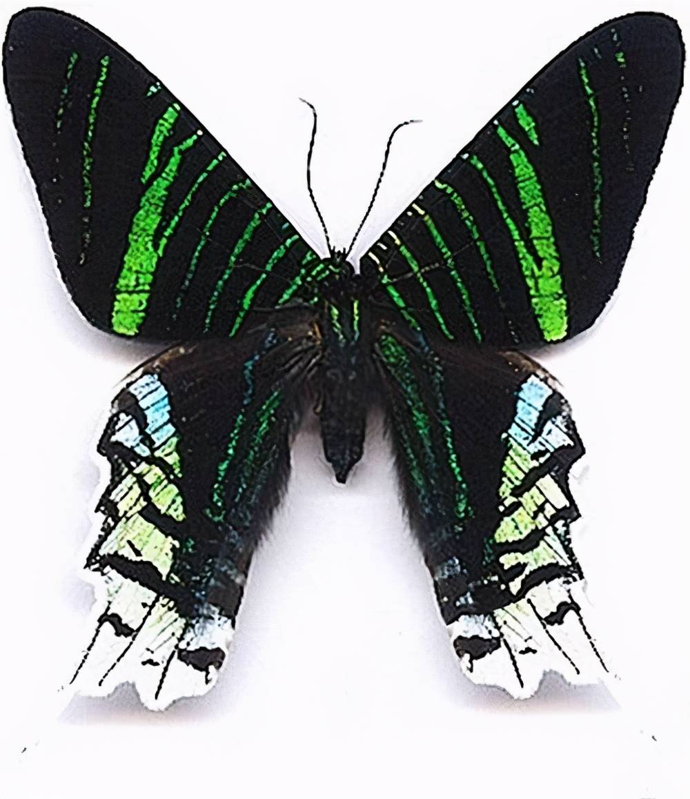 有一对蛾子,惊艳了世界_蝴蝶_太阳_月亮