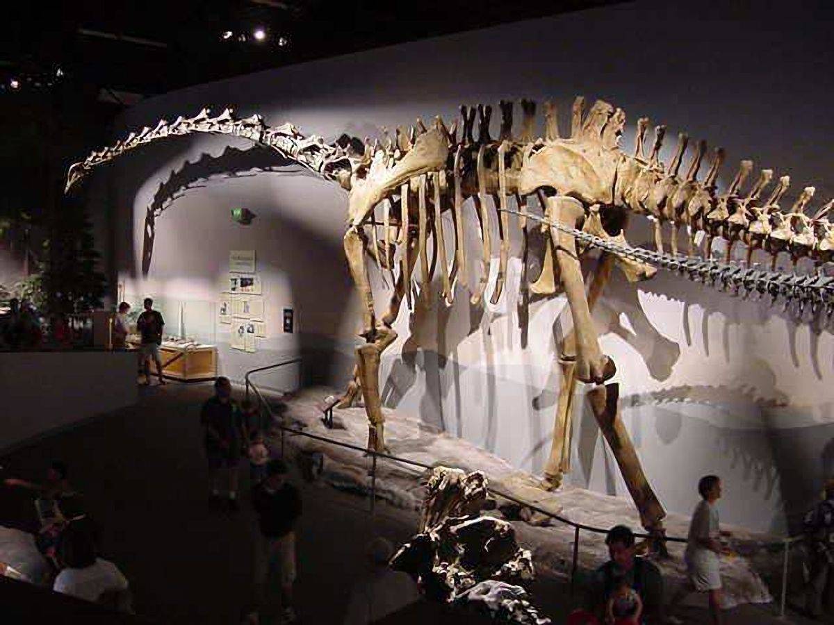 top6:一步一山摇——哈氏梁龙:提到哈氏梁龙很多人都会陌生,但是如果