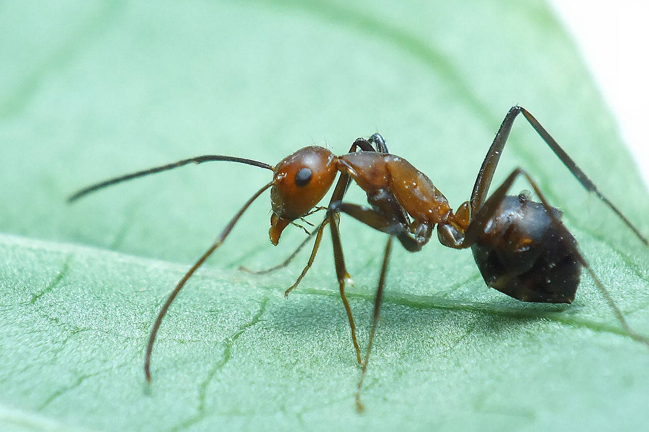 原创警惕全球最危险的动物红火蚁入侵中国12省威胁生态平衡