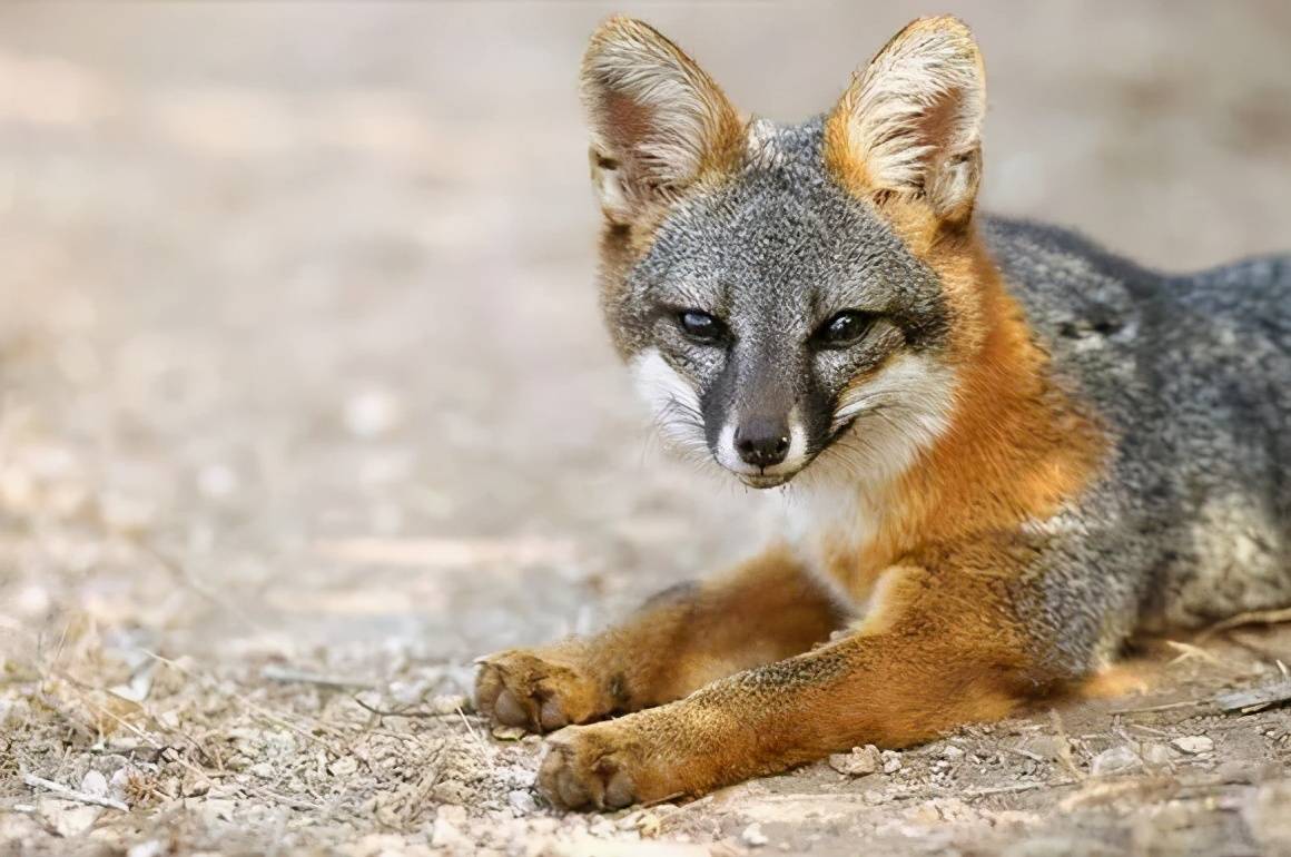 原创国际珍稀动物保护日盘点都有哪些动物榜上有名