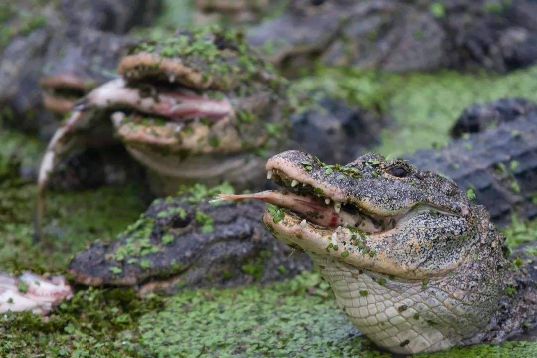 原创鳄鱼之间差距有多大从菲律宾杀手鳄到打不过大鹅的扬子鳄