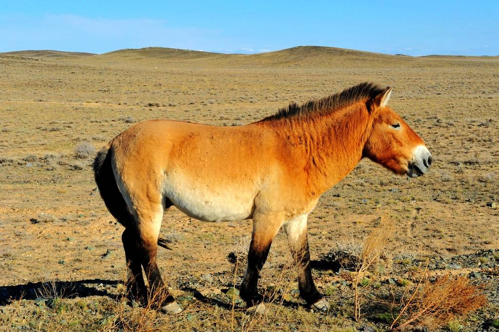 蒙古的代表动物图片