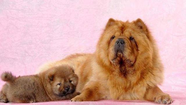 原创为什么松狮犬很少有人养这十大原因让人却步