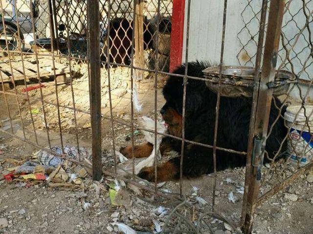 藏獒吃了一只飞进笼子里的鸟, 结果对方要我赔3万块