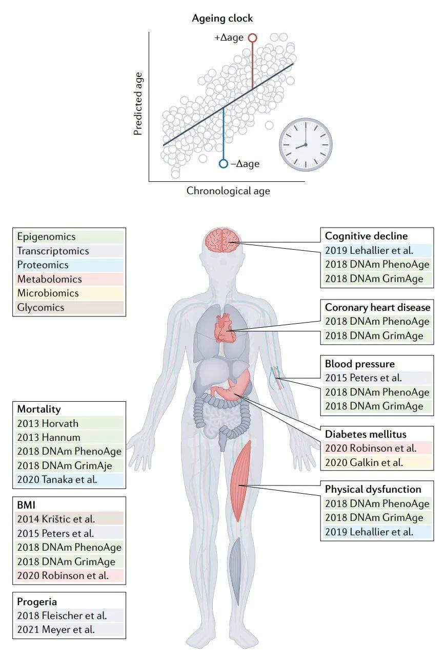 Nature重磅综述 | 利用组学大数据评估人的生物学年龄_分子_生理_时钟
