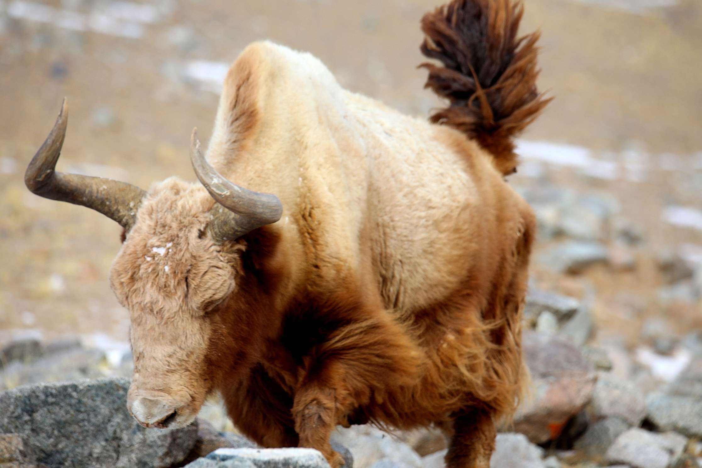 极其罕见的"黄金神兽":生活在青藏高原冰川中,全球不足300头_牦牛