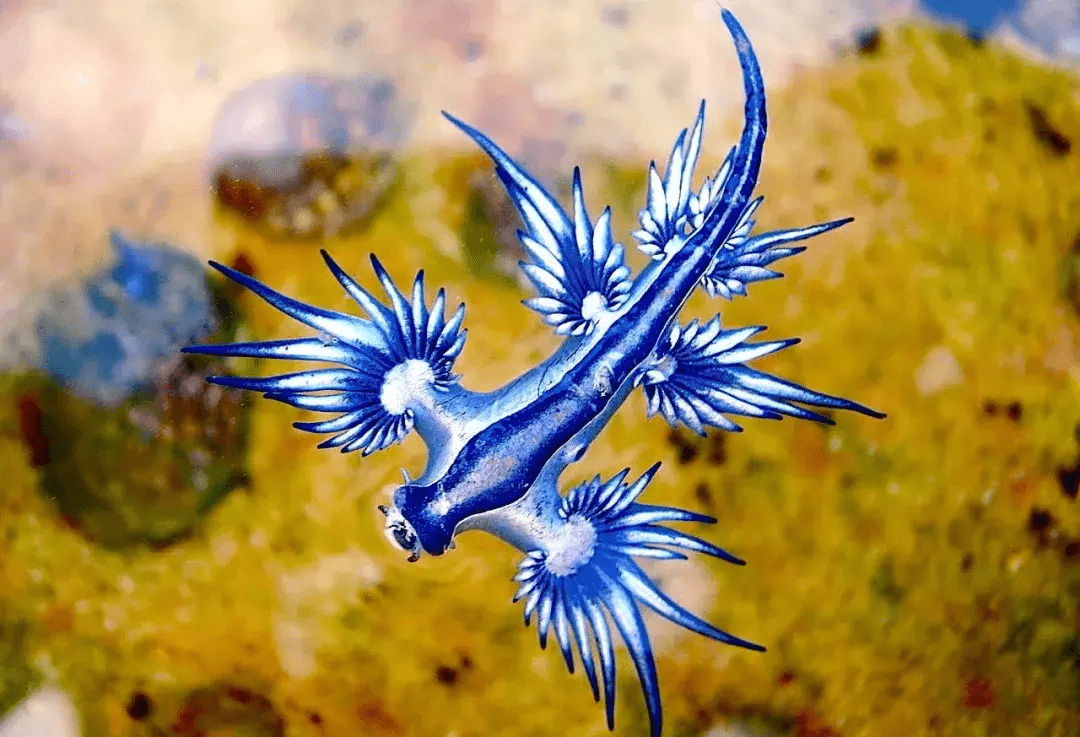 认知,这种动物扭断了自己的脑袋,重新长出心脏和躯体_再生_断头_天牛