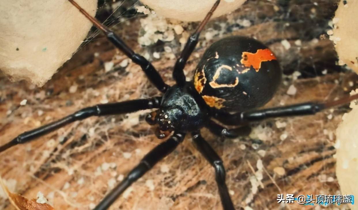 世界10大有毒蜘蛛_毒液_症状_漏斗