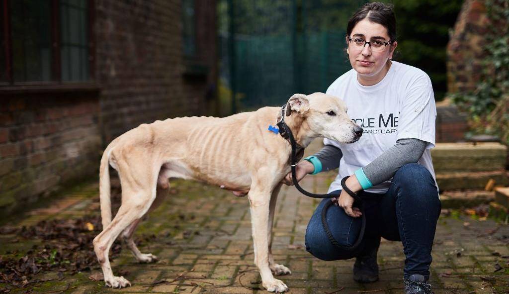 原创英国一狗狗被遗弃在慈善机构骨瘦如柴如骷髅