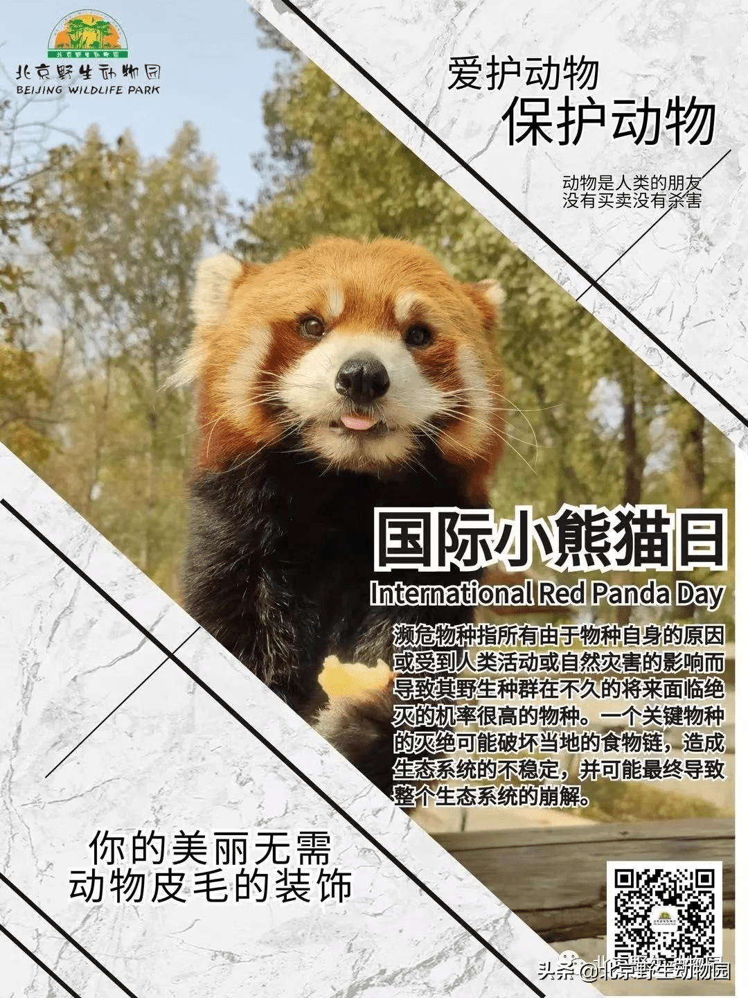 国际小熊猫日-您的小行动，世界大不同_保护_生活_动物管理员