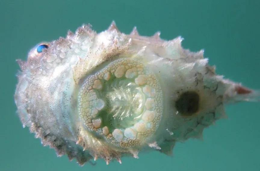 眶真圆鳍鱼,真正的违和感_异化_捕食者_生物