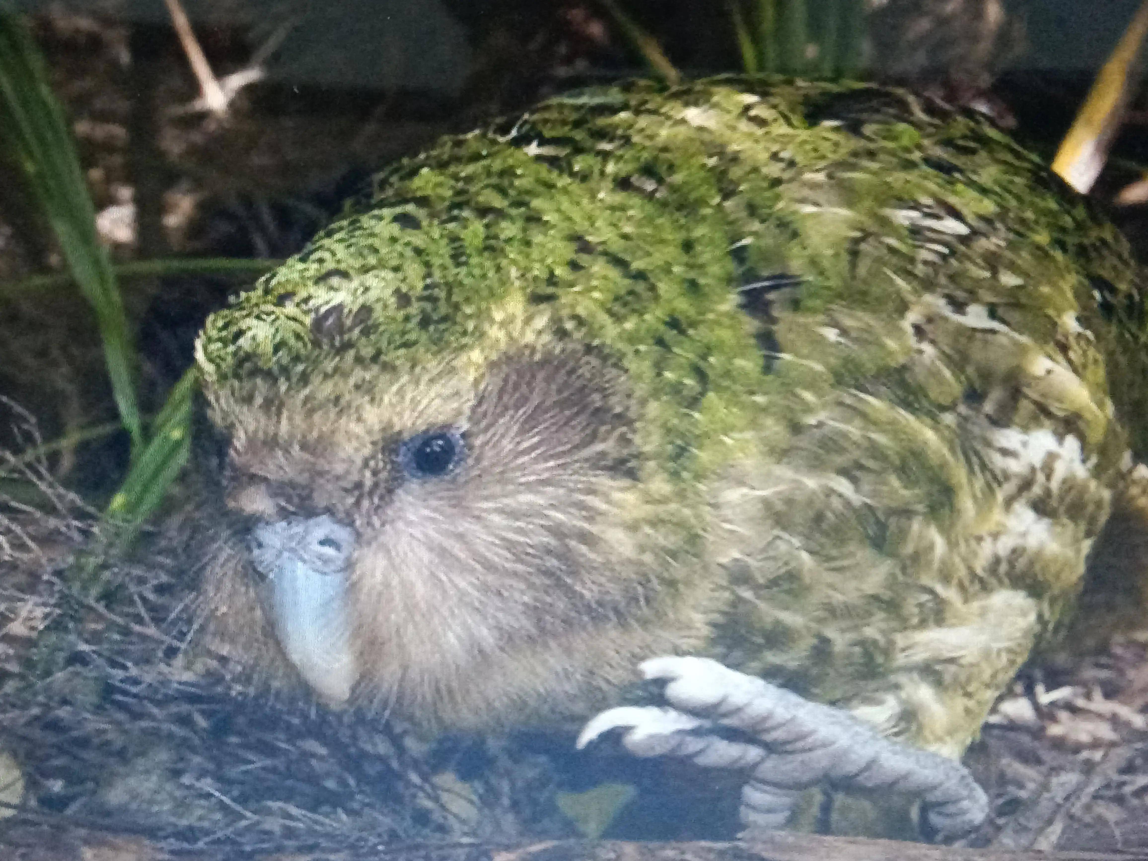 世界上嘴笨又不會飛的鳥_鸚鵡_動物_鳥類