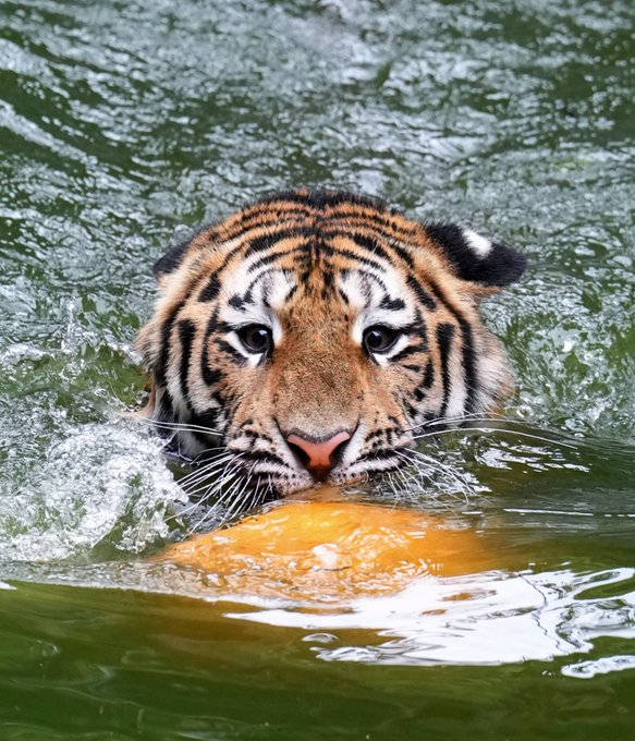 原创炎炎夏日动物园的老虎热得纷纷跑进水池撒欢儿玩儿得不亦乐乎