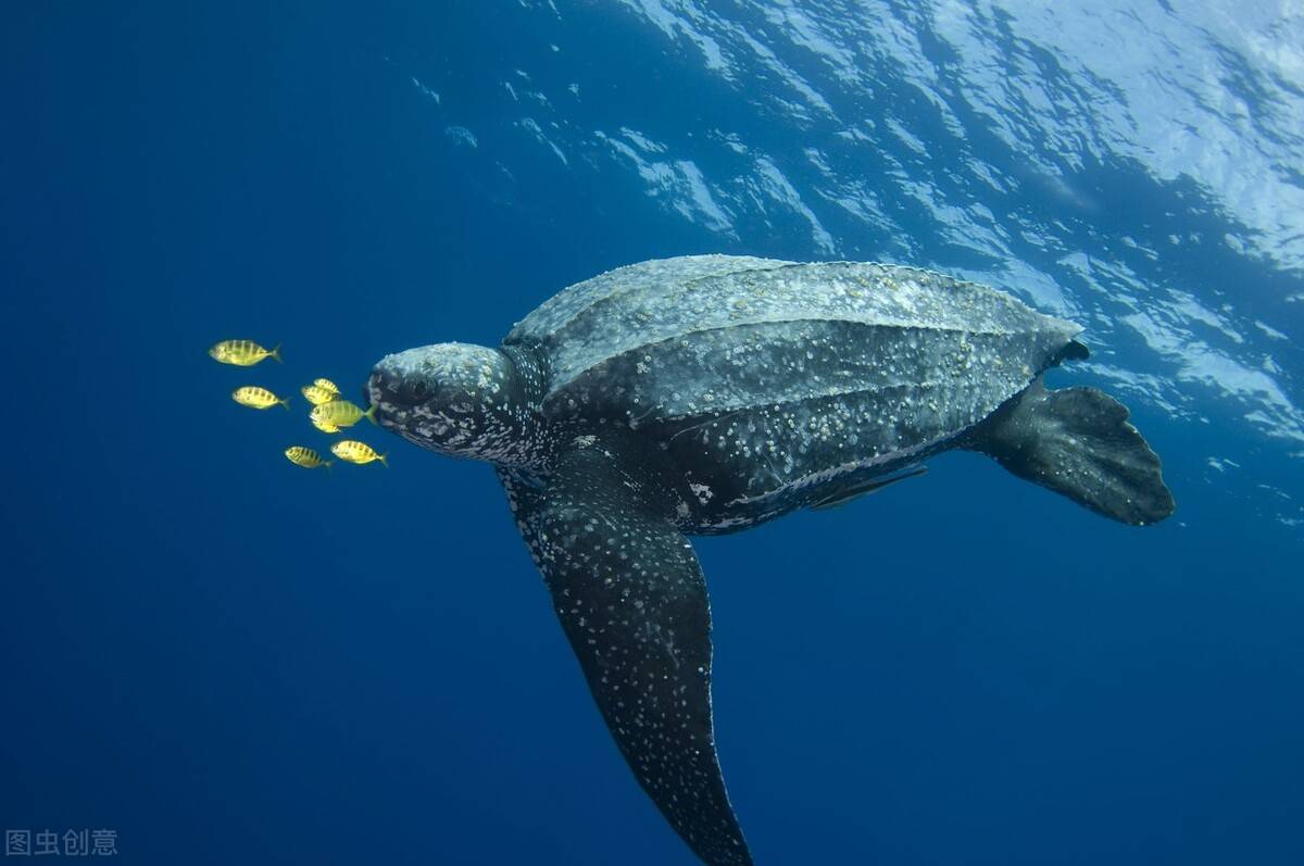 世界上最大的龟_龟界app怎么没了_世界龟类大全书籍