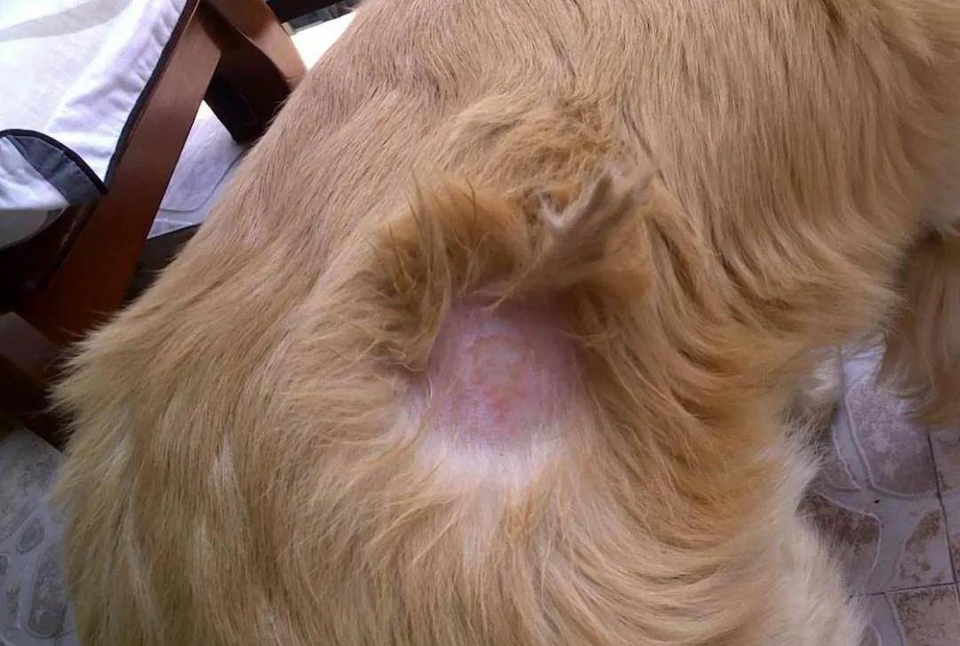 一觉醒来,家里的狗子秃顶了?