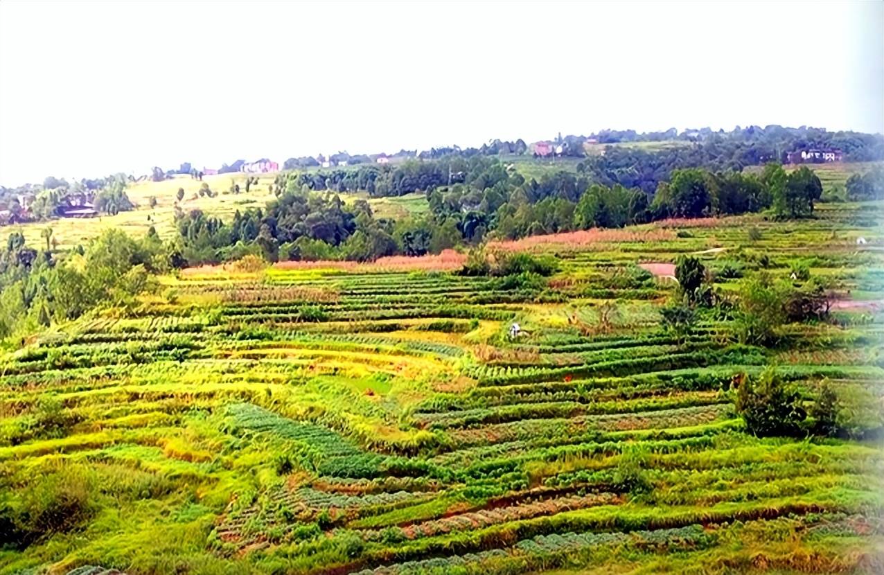 「区县解读」丰都县董家镇关圣场村——田园"硕果"_花椒_瀑布_李勇