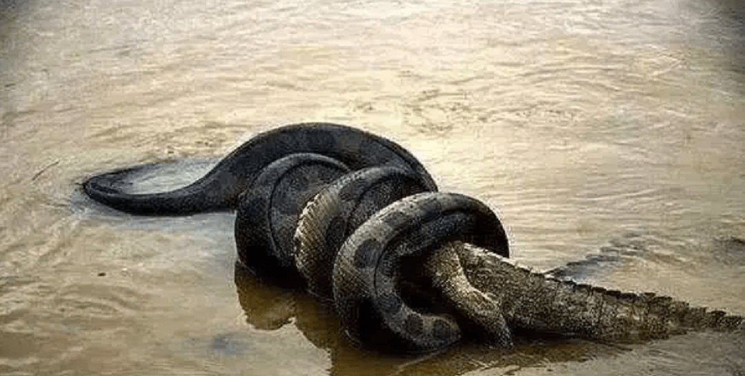 在古新世时期,南美洲的热带雨林里出现了一种超级蛇类泰坦巨蟒,这是有