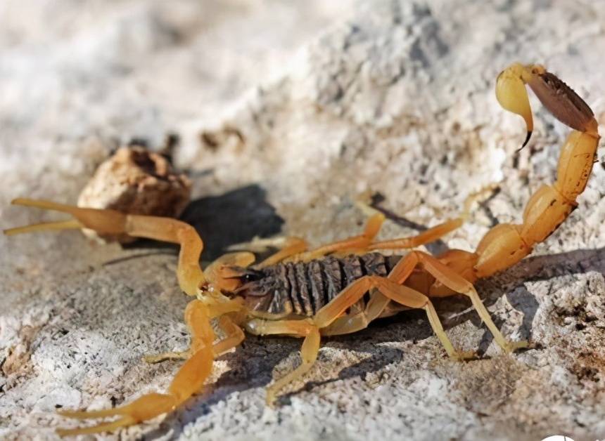 世界之最之蝎子篇_毒性_毒液_蟋蟀