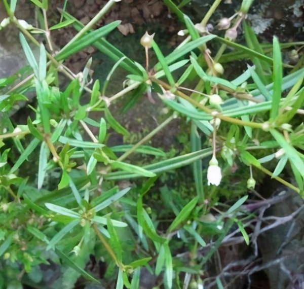 西洋菜_皮肤_青梅