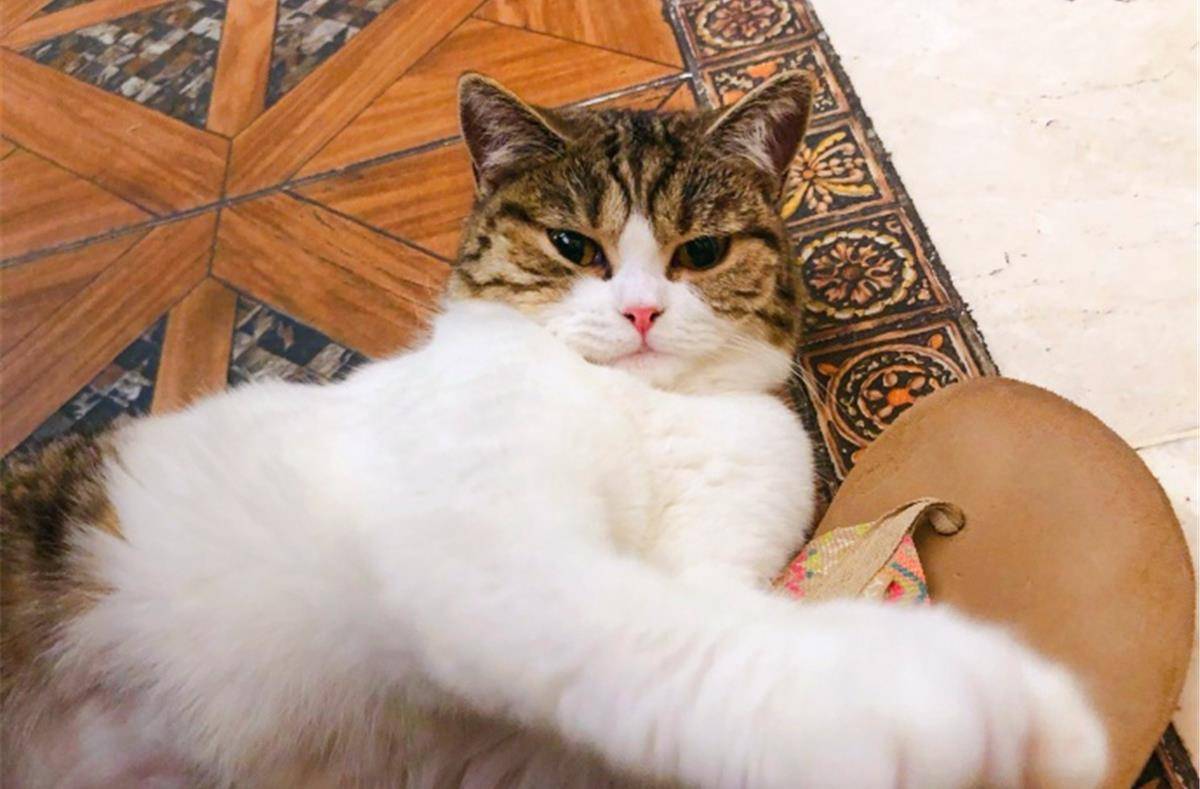 原创铲屎官收获粘人精整日守在身边令其他猫咪吃醋