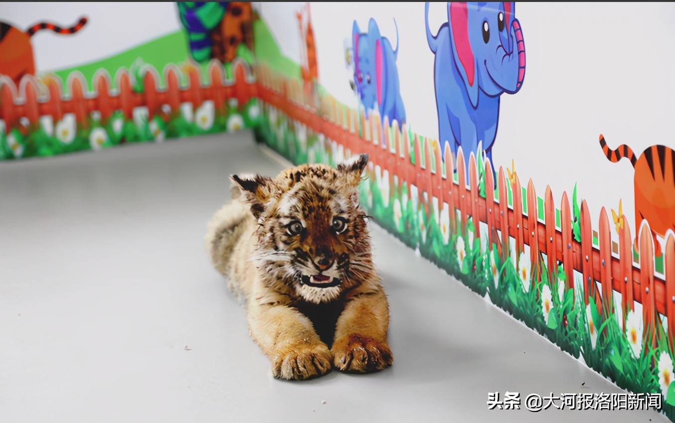 原创萌兽出没洛阳罕见华南虎四胞胎亮相