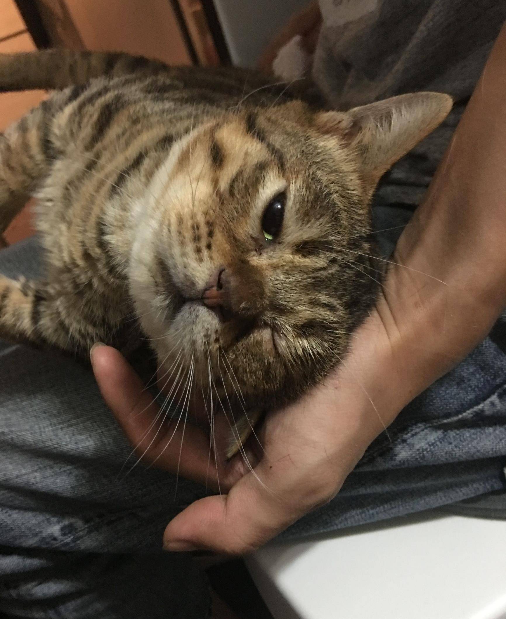 原创铲屎的给喵星人擦完眼药膏后眼睛睁不开独眼龙的样子好可爱