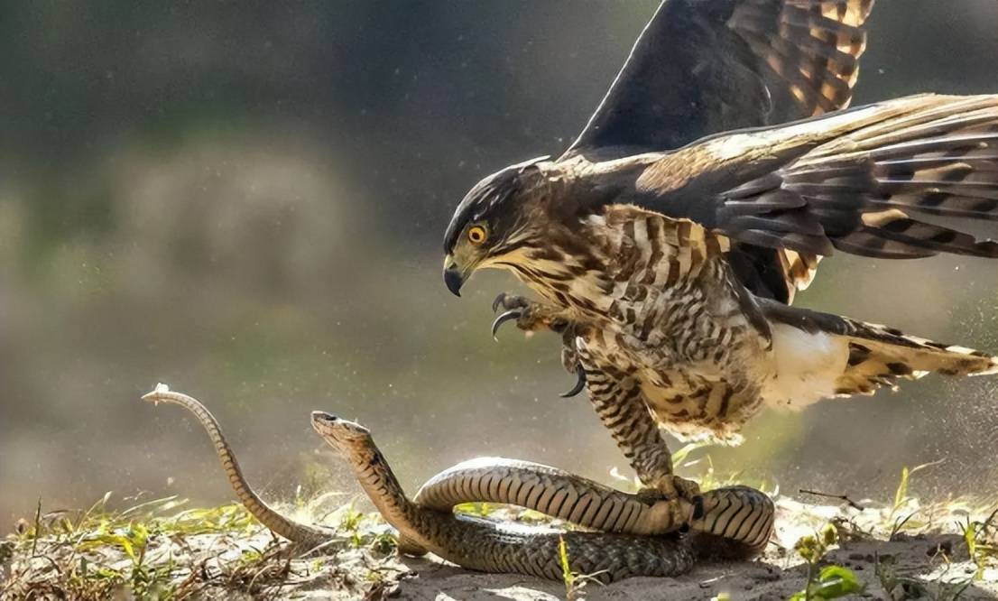 能毒死100个成年人的毒蛇,却成老鹰的盘中餐,老鹰本