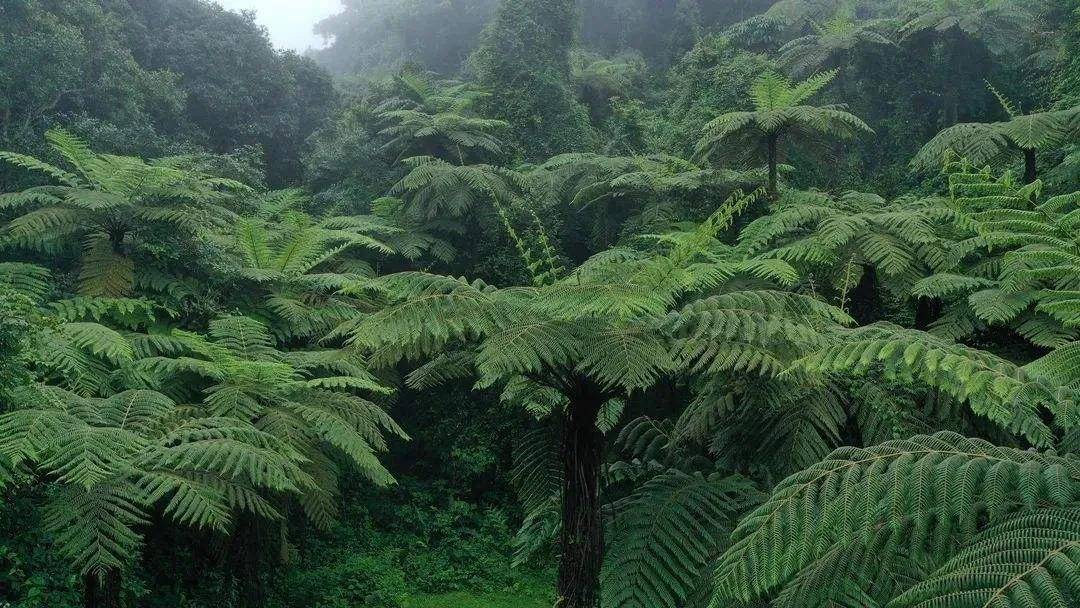 奇妙的動植物介紹_保護_北極熊_是一種