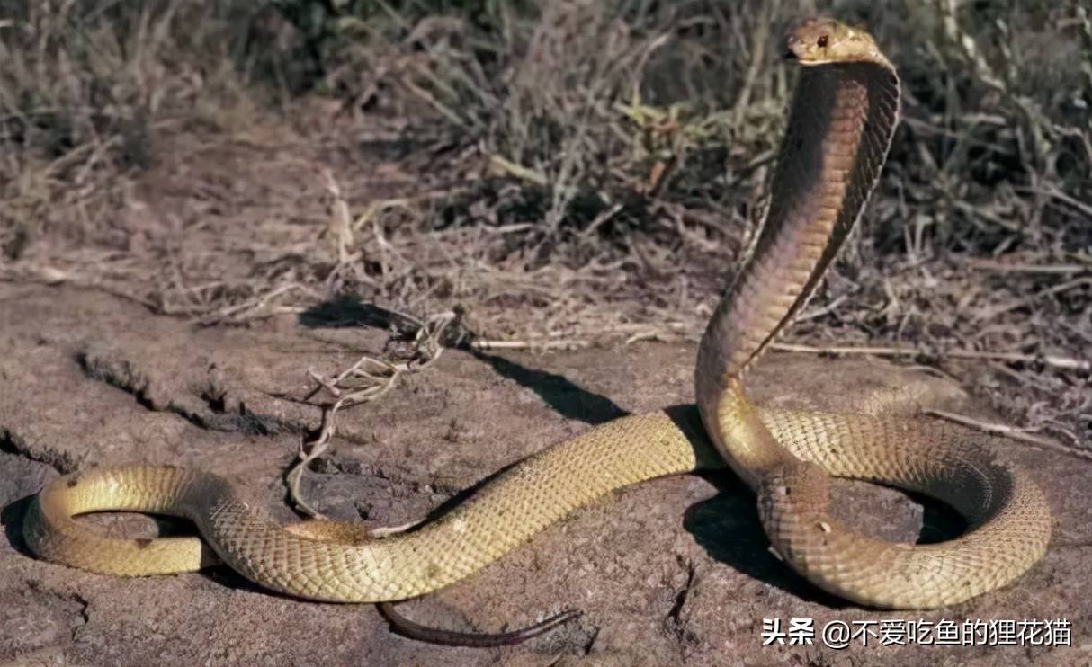 原创世界之最眼镜蛇中毒性最强者会喷毒的菲律宾眼镜蛇